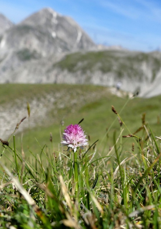 La Nigritella widderi nel Gran Sasso dItalia  luglio 2021.